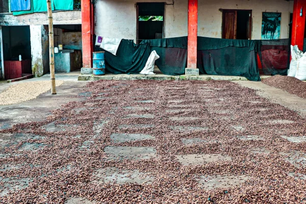 Colombia Narino coffee farm