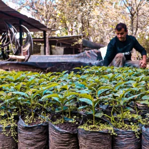 Colombia Narino coffee farm