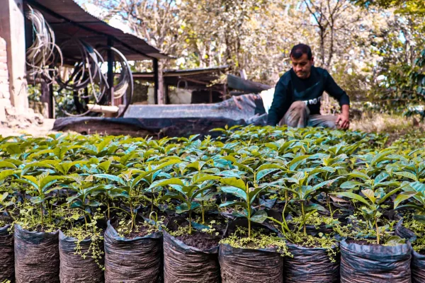 Colombia Narino coffee farm