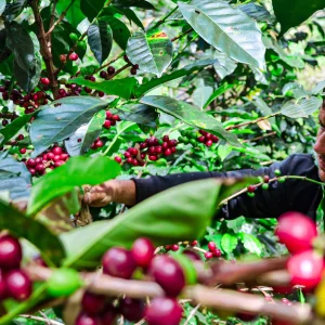 Colombia Narino coffee farm