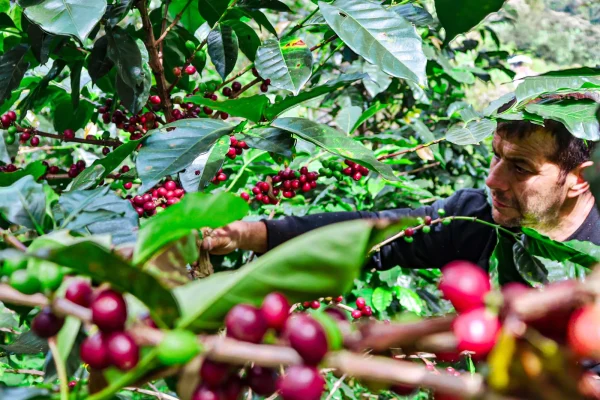 Colombia Narino coffee farm